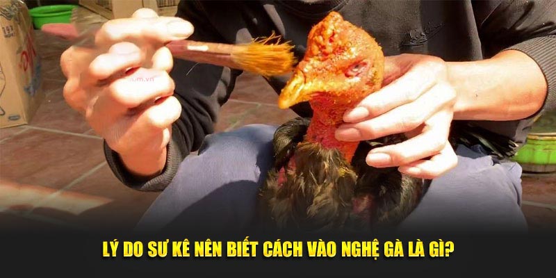 Lý do sư kê nên biết cách vào nghệ gà là gì?